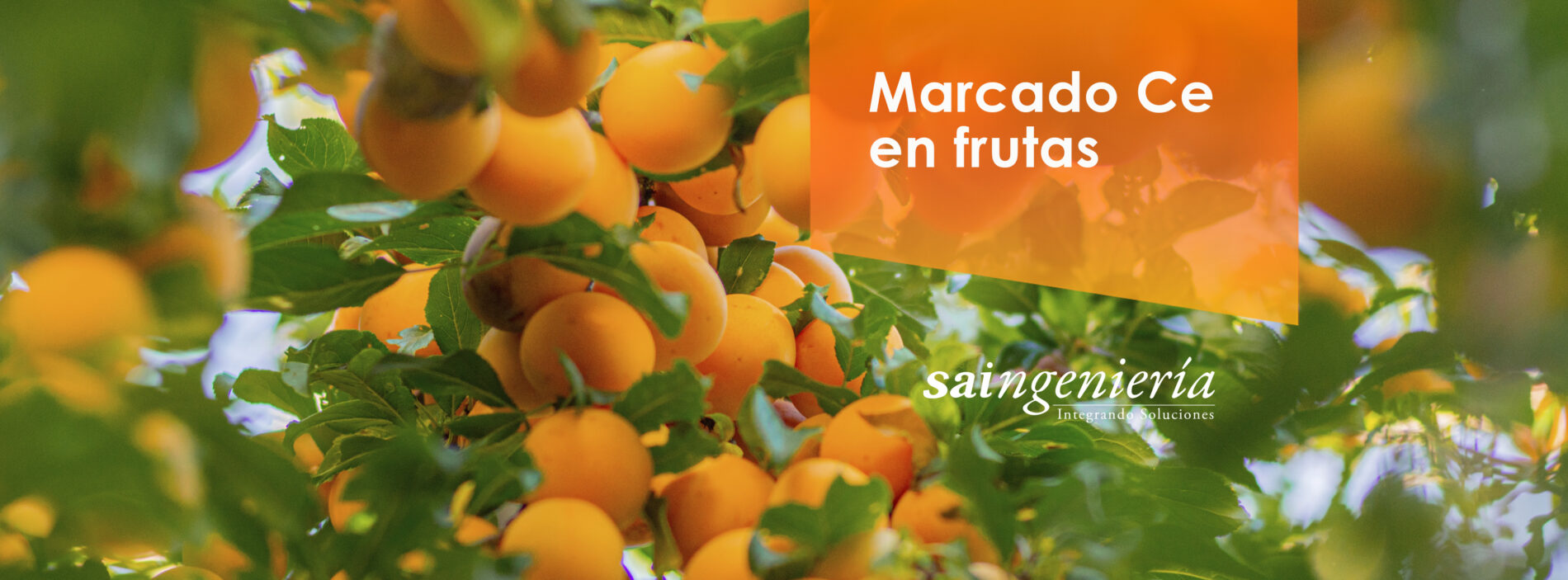 Marcado ce en frutas